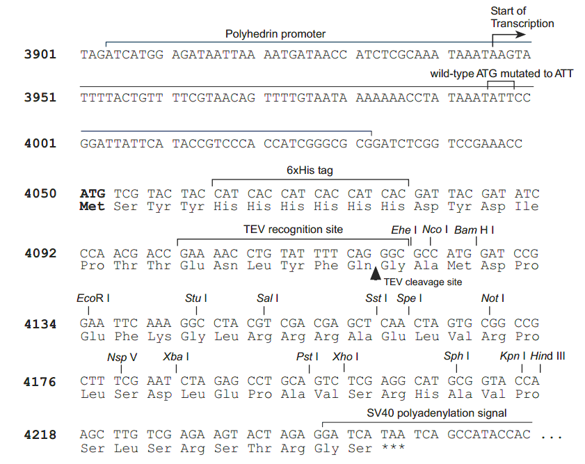 pFastBacHT A 多克隆位点 点击看大图 pFastBacHT A 多克隆位点